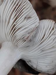 Tricholoma terreum
