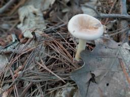 Infundibulicybe gibba
