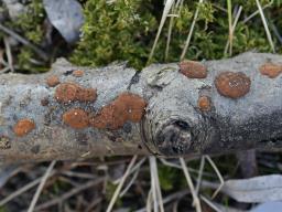 Hypoxylon ticinense