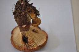 Tapinella atrotomentosa
