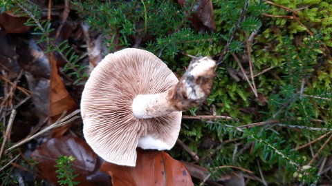 Hebeloma laterinum