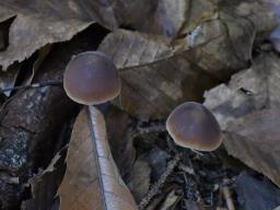 Macrocystidia cucumis