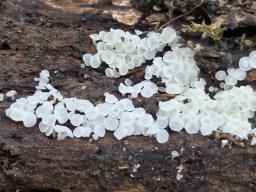 Dasyscyphella nivea