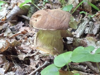 Boletus reticulatus