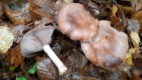 Lepista glaucocana