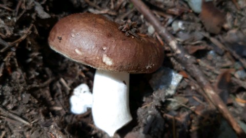 Russula mustelina