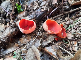Sarcoscypha austriaca