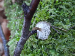 Lentinus brumalis