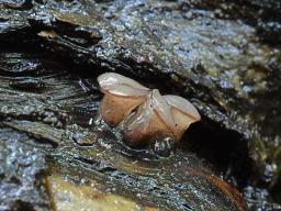 Ombrophila violacea