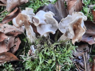 Helvella crispa