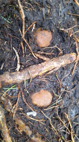 Elaphomyces granulatus