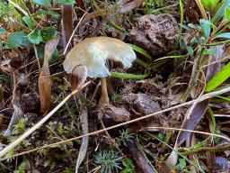 Protostropharia semiglobata