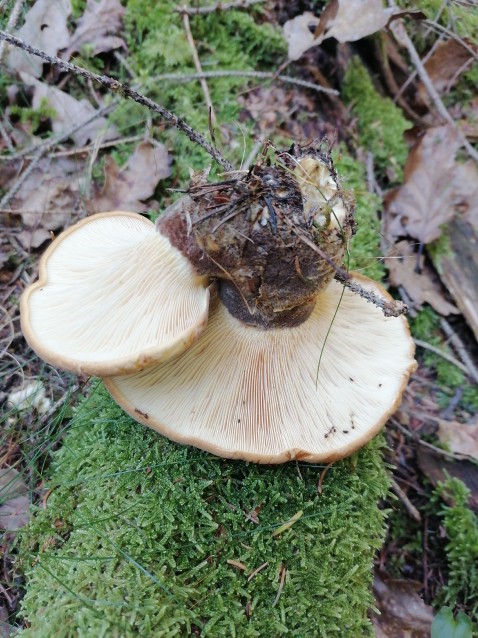Tapinella atrotomentosa