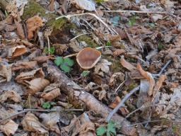 Neogyromitra parma
