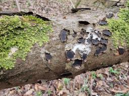 Biscogniauxia granmoi