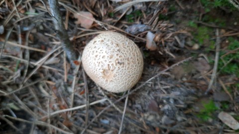 Scleroderma citrinum