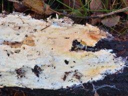 Vararia ochroleuca