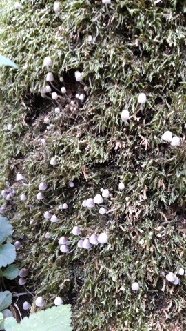 Coprinellus disseminatus