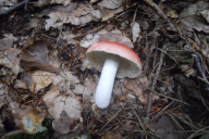 Russula rosea