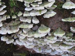 Trichaptum abietinum