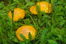 Suillus granulatus
