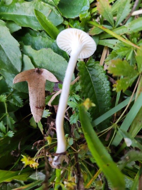 Cuphophyllus virgineus