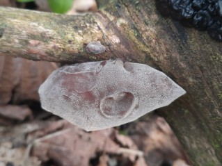 Auricularia auricula-judae