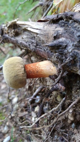 Suillellus luridus