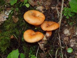 Lactarius deterrimus