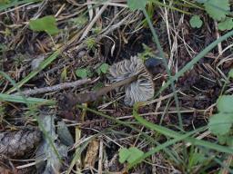 Mycopan scabripes
