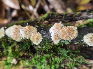 Xylodon radula