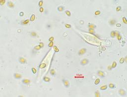 Inocybe geophylla