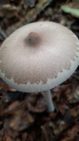 Macrolepiota mastoidea