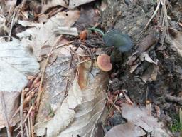 Auriscalpium vulgare
