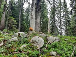 Laetiporus montanus