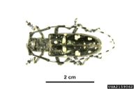 Anoplophora glabripennis