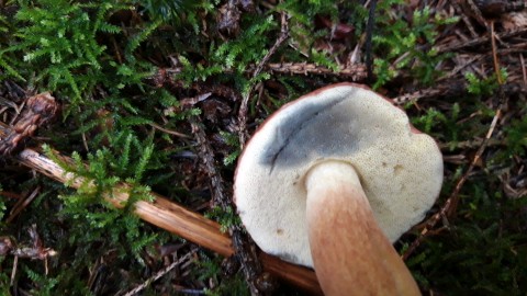 Imleria badia