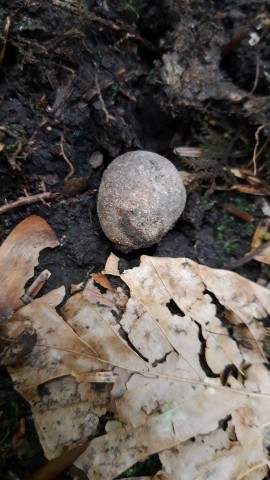 Elaphomyces granulatus