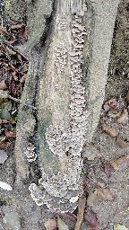 Trametes versicolor