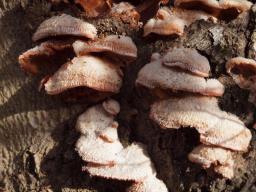 Phlebia tremellosa