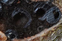 Enchnoa infernalis