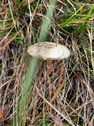 Amanita citrina