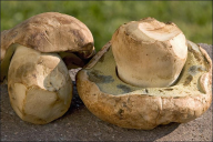 Caloboletus radicans