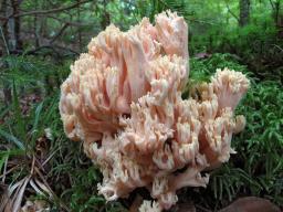 Ramaria formosa