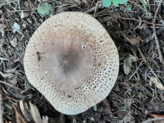 Echinoderma asperum