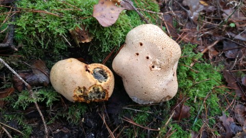 Scleroderma citrinum