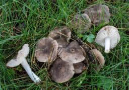 Tricholoma terreum