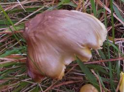 Hygrocybe spadicea