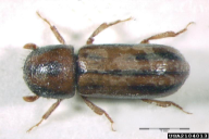 Trypodendron signatum