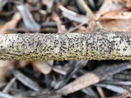 Botryosphaeria dothidea